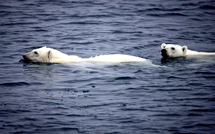 Greenpeace pede ajuda para salvar o Ártico
